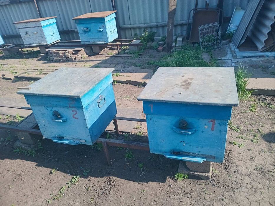 Продажа пчелосемей
