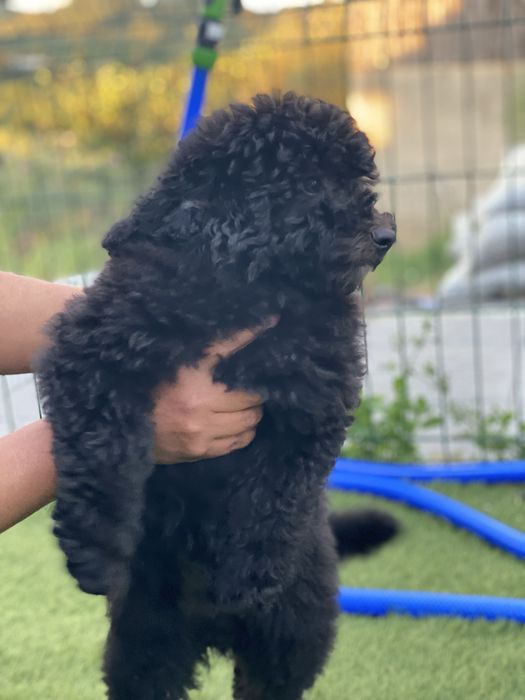 Imperdível!!! Preço especial!!! Lindo puppy de Caniche/Poodle medio procura novo dono!!!