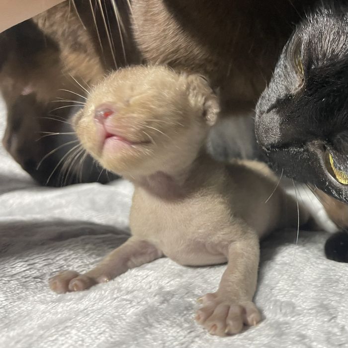 Кошенята європейської бурми