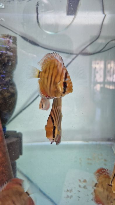 Discus juvenis red cover e turquesa