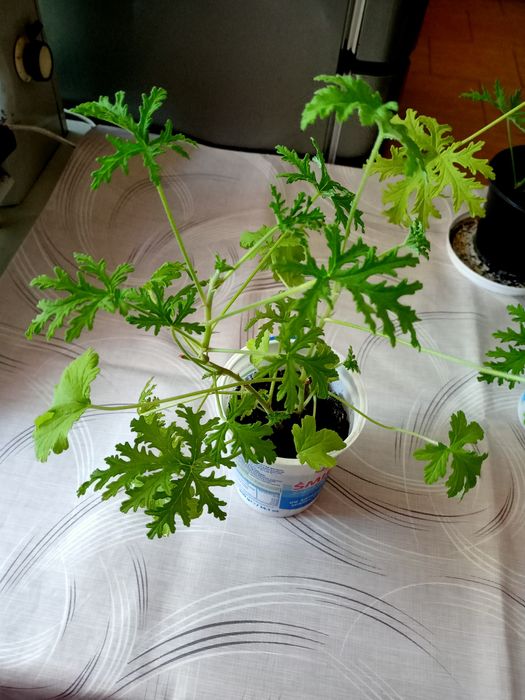 Angina młode sadzonki