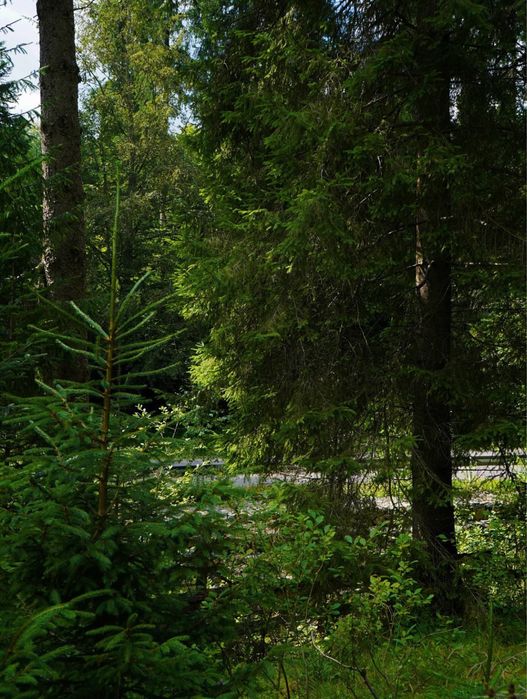 Ділянка в Карпатах біля річки ( Кривопільський перевал )