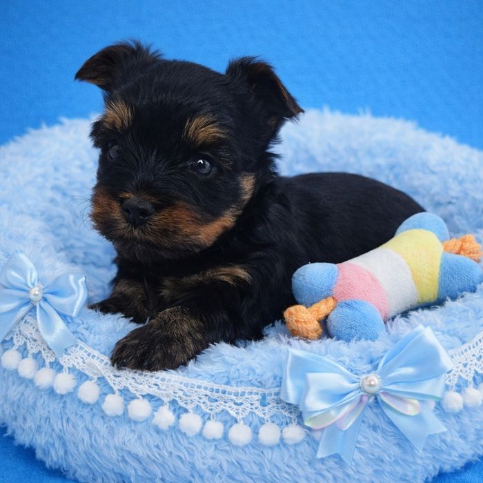 Prześliczny, maleńki York - Mega Cudo - Nie wybarwi się ! Rodowód Chip