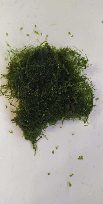 Mech Jawajski (Java Moss) - duża porcja