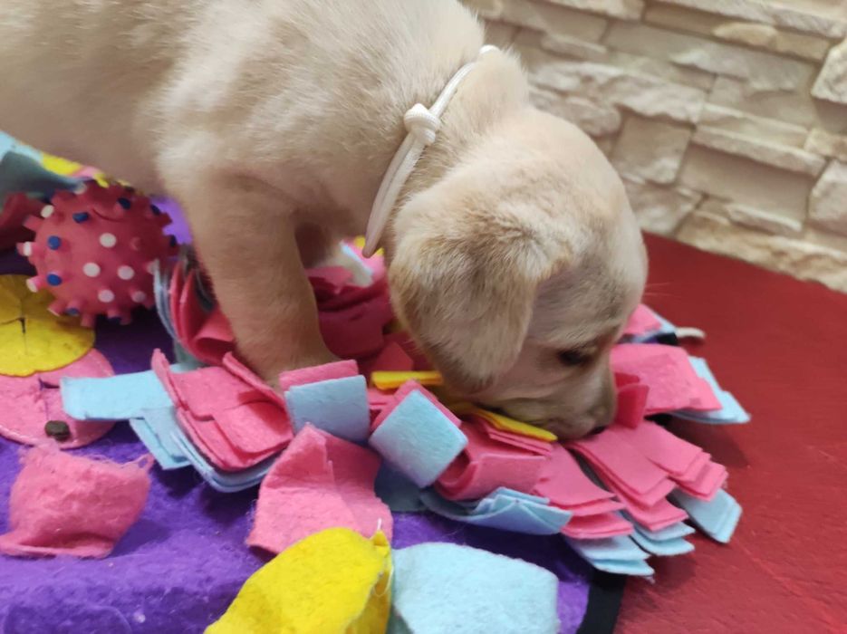 Labrador Radosne Psy Rasowe