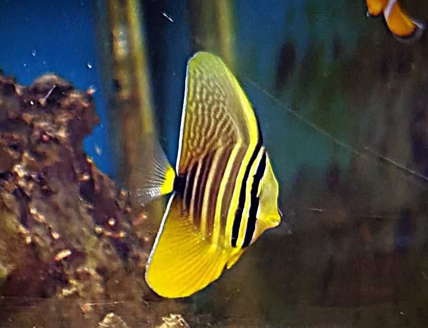 Zebrasoma veliferum. Morskie