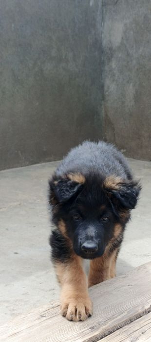 Підрощене цуценя німецької вівчарки