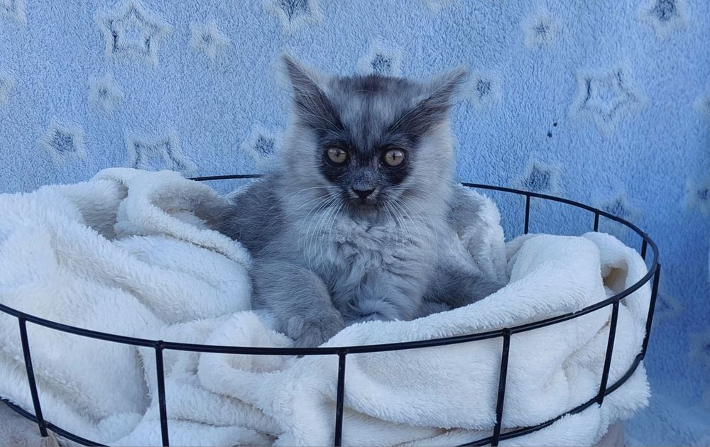 Kot hybryda brytyjski norweski