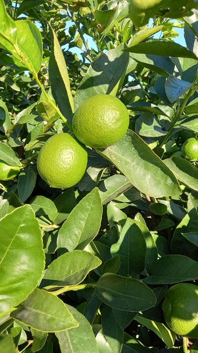 Limas para caipirinha