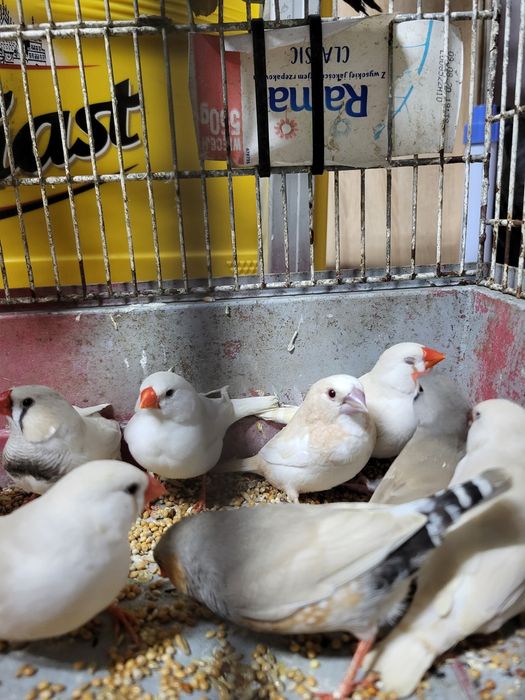 Zeberki australijskie