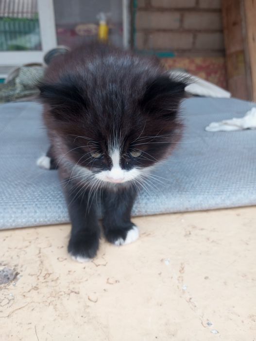 Маленький котик-муркотик