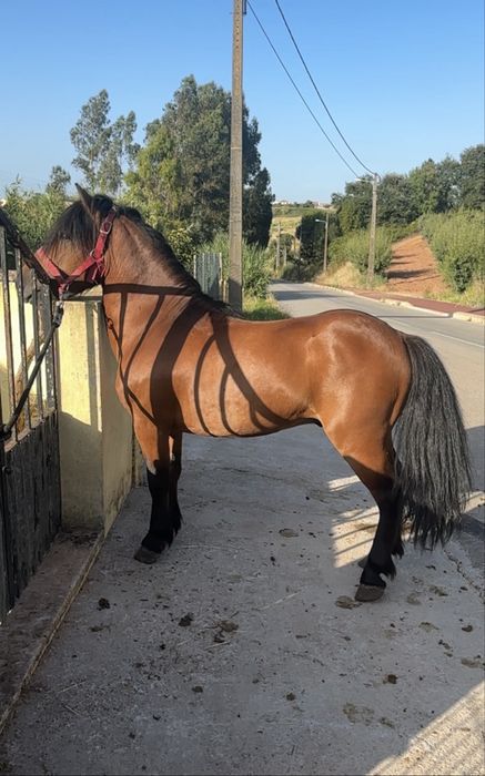 Ponei mansinho para venda