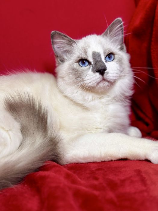 Kocurek Ragdoll - Rufus