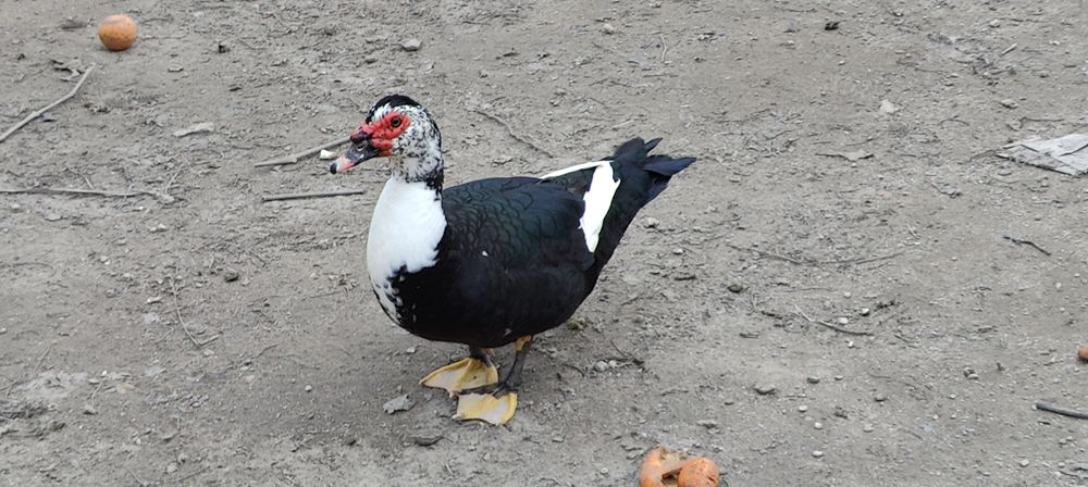 Casais de patos mudos