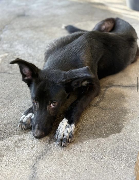 Cãozinho com 10 meses para adoção responsável