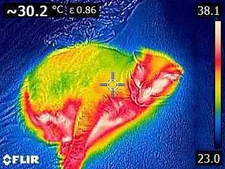 Audyt energetyczny/certyfikat energetyczny