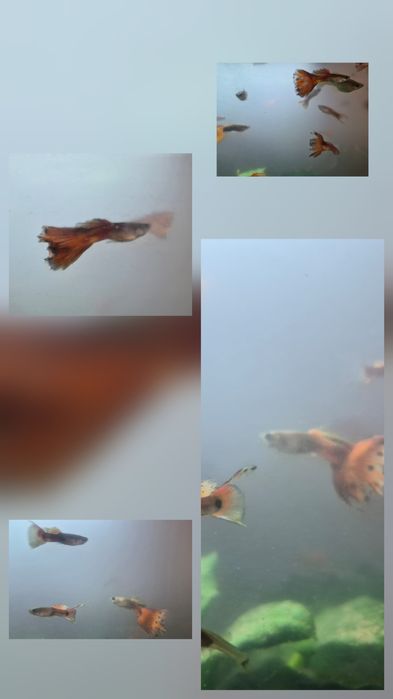 Guppies 10 casais