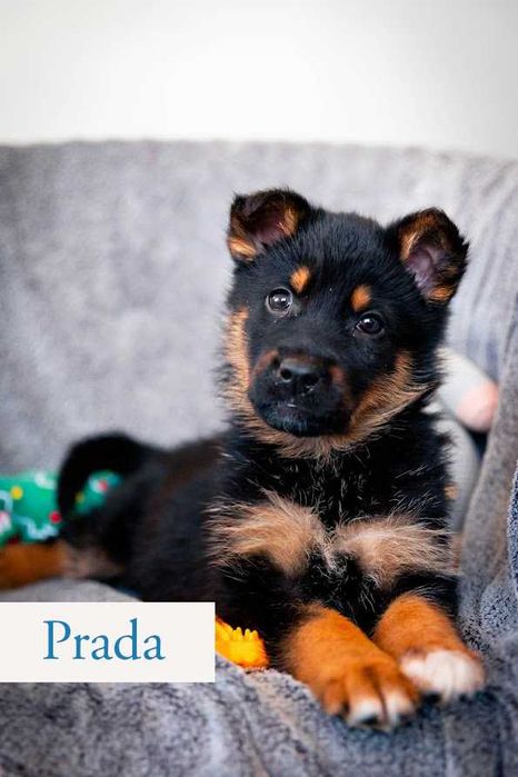 Szczeniaki mix owczarka niemieckiego