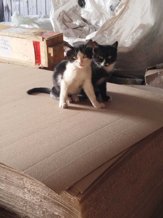 Віддам кошенят в хороші руки