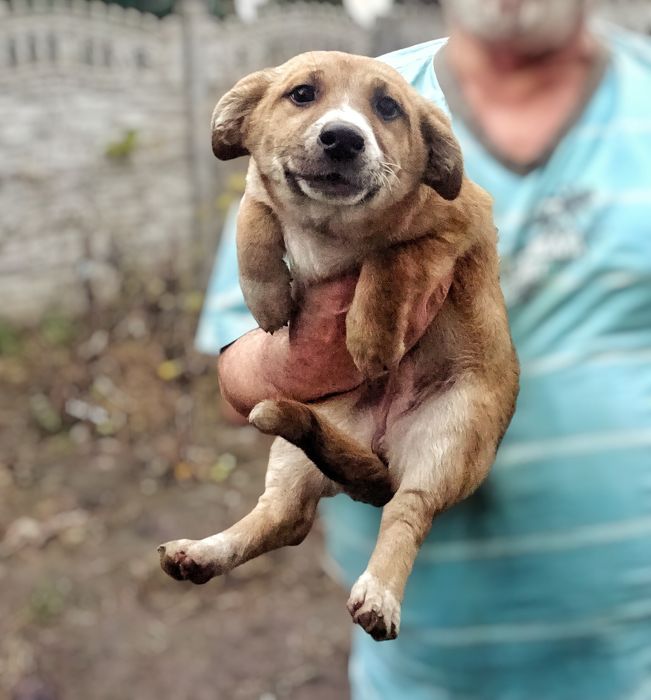 Безкоштовно! Цуценята в добрі руки