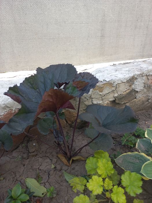 Бузульник Отелло