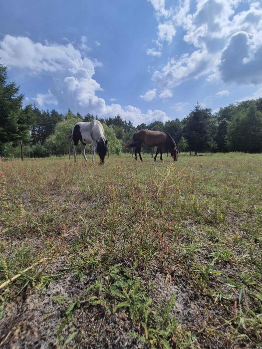 Sprzedam 2 klacze huculskie