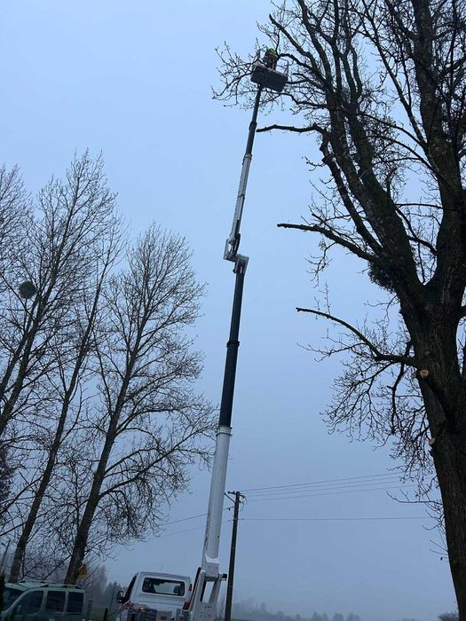 Wycinka drzew Podnośnik koszowy  Korekta Pielęgnacja  Przycinka