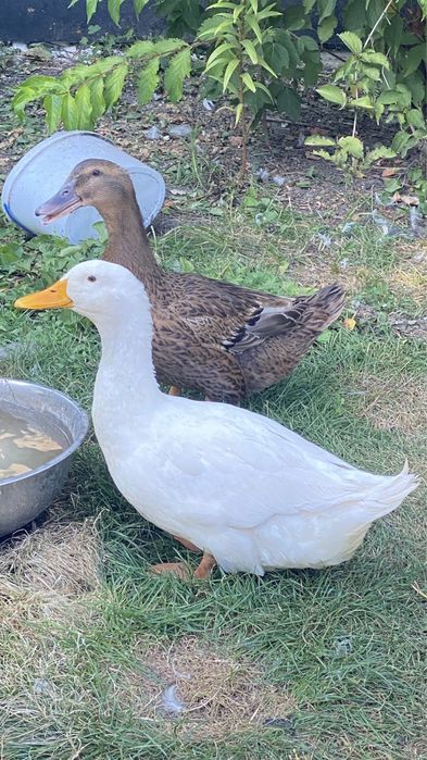 Качур молодий