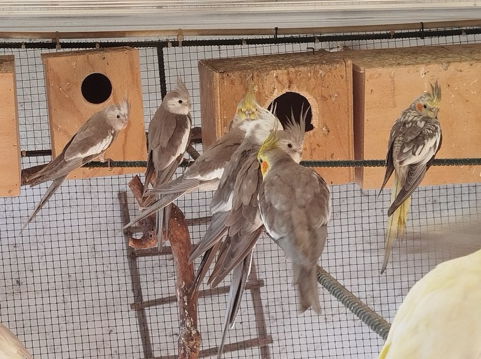 Vendo caturras deste ano