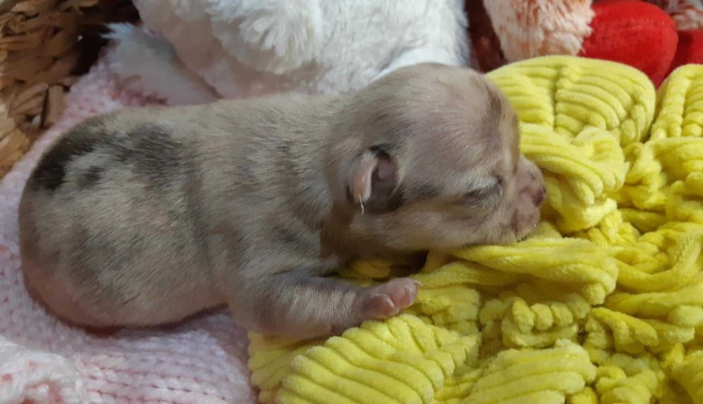 Chihuahua Piesek Beżowo Merle