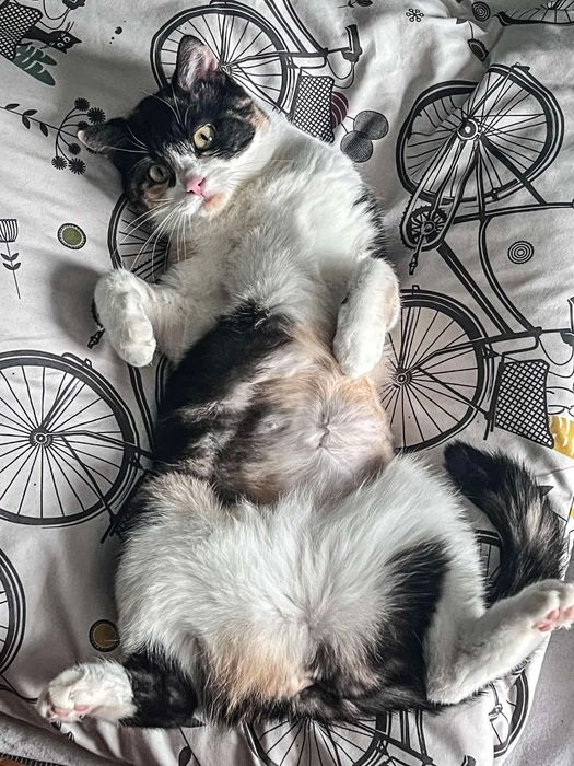 Wyjątkowa trójkolorowa koteczka szuka dobrego domu!