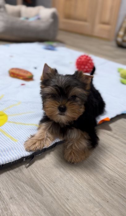 Йорки! Красені! родовиті!