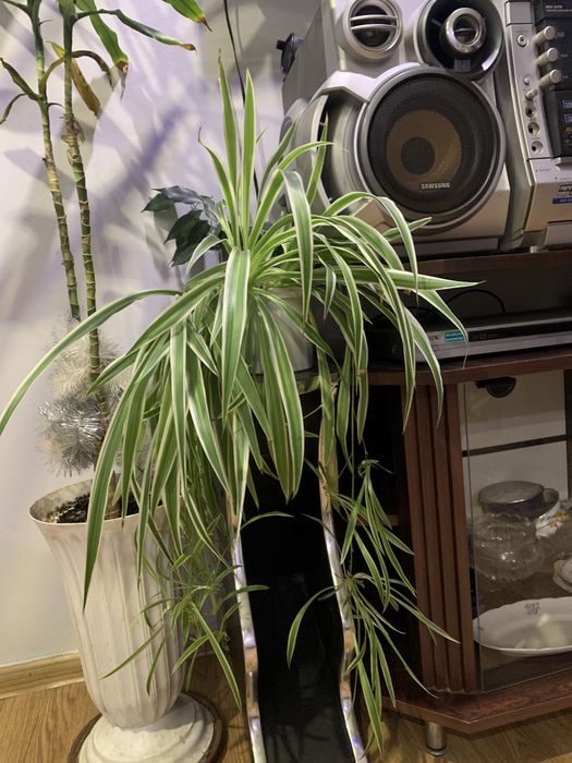 Хлорофитум с детками