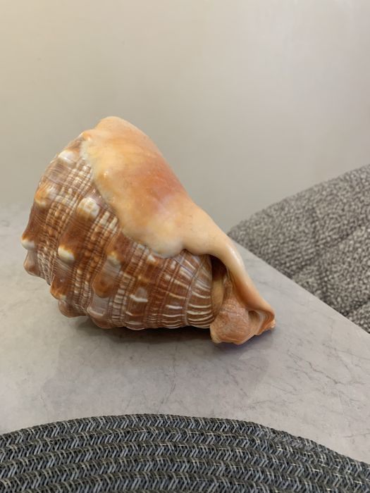 Морская ракушка из о.Маврикий