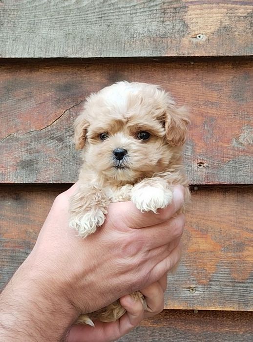 Мальтипу микро и мини