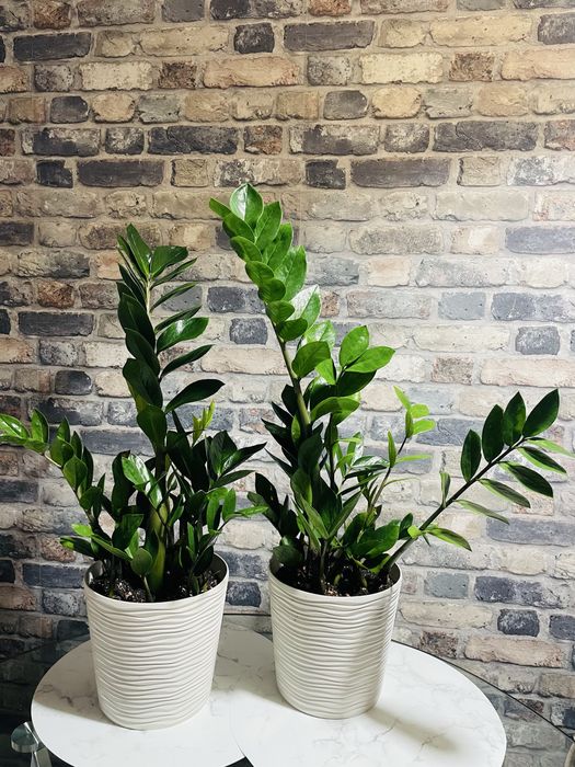 80 см від грунту. Заміокулькас без пересадки! Замиокулькас