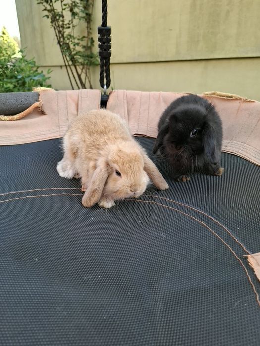 Sprzedam króliczki miniaturki baranki mini lop