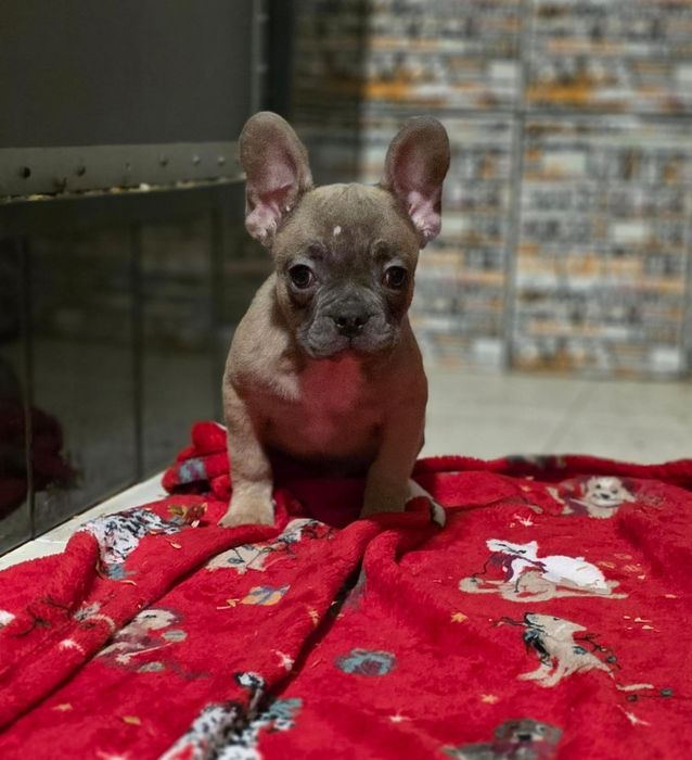 Buldogue Francês Macho Blue Fawn