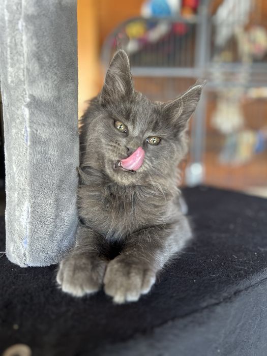 Kocur maine coon niebieski