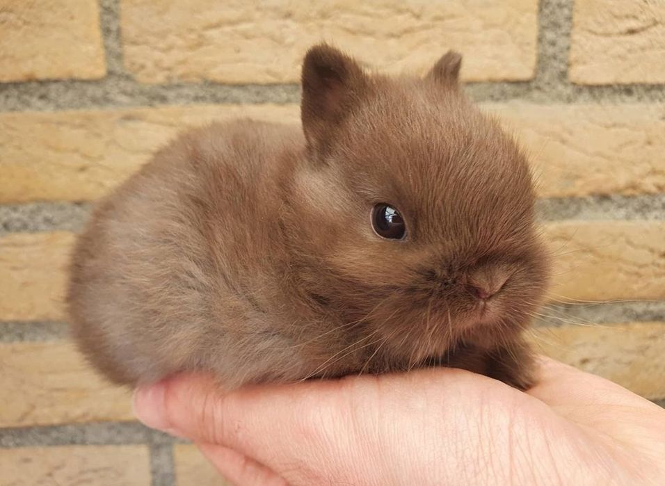 Coelhos anões mini + gaiola nova + alimentação adequada