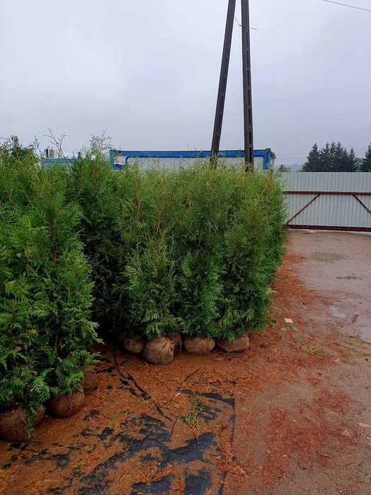 Promocja Tuja Brabant 200 cm