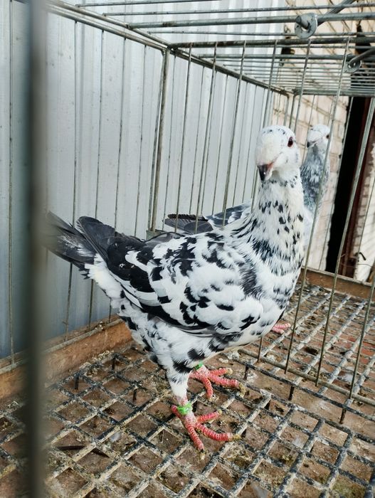 Niemiecki wystawowy samiec 25r.