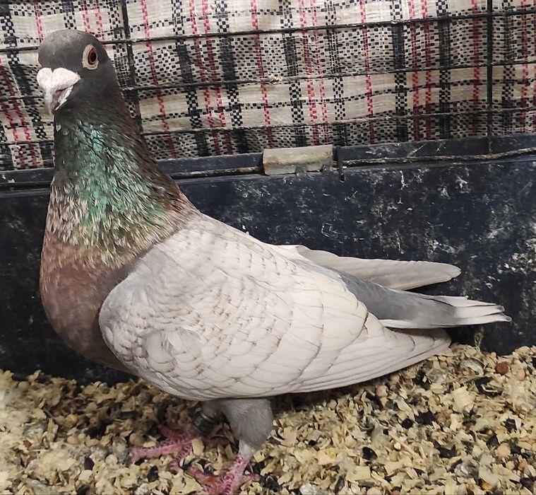 Opal, opale, reduced, rubella, pocztowy