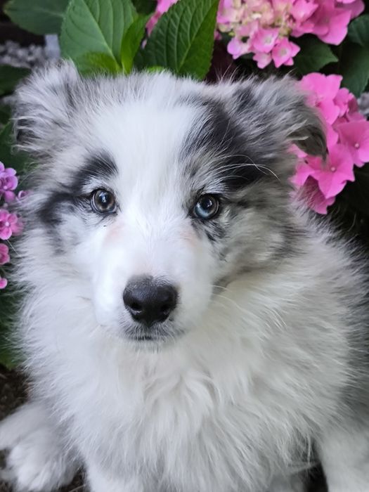 Border collie ZKWP FCI piesek