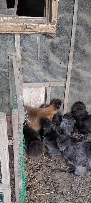 Kura kogut silka silki kura jedwabista