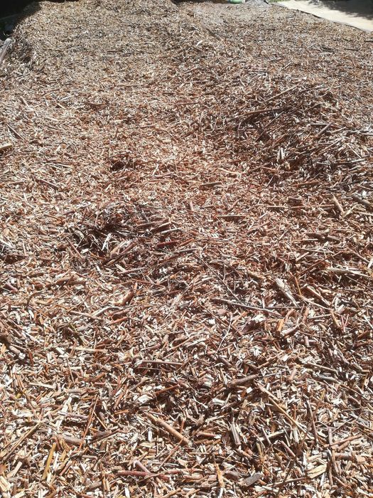 Zrębka z drzew liściastych i iglastych do ogrodu