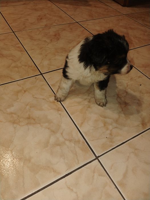 Oddam pieski w dobre ręce