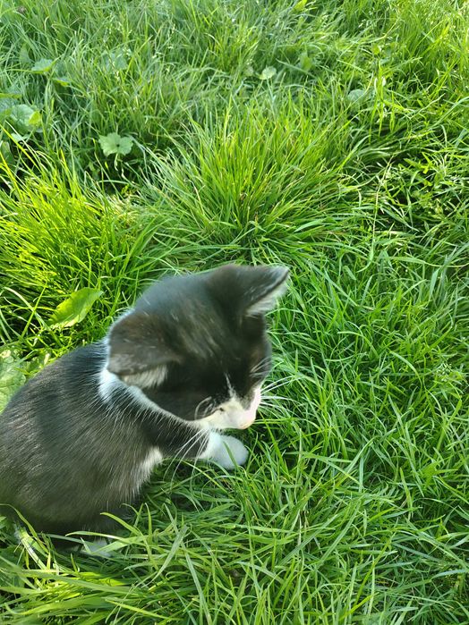 Котик / кіт / кошеня