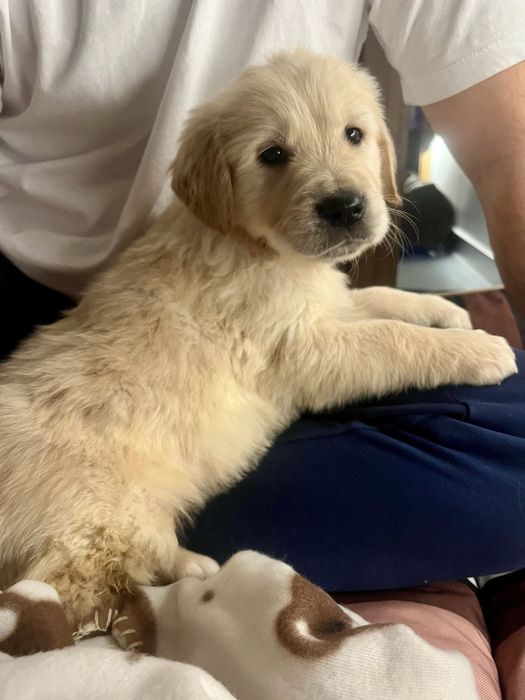 Szczenię SUCZKA Golden Retriever GOTOWA DO ODBIORU