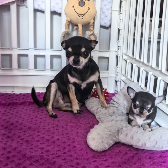 Chihuahua. Śliczny mini tricolor.